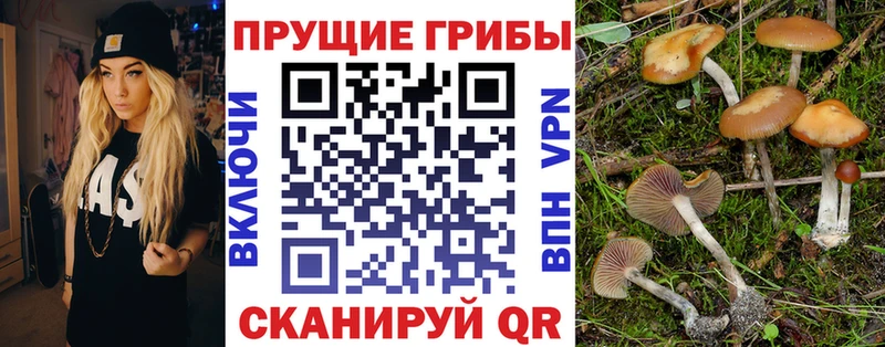 Галлюциногенные грибы Cubensis ОМГ ОМГ Владивосток